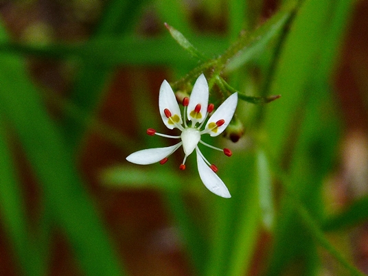 {Hydatica petiolaris}